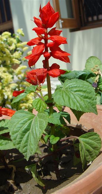 Salvia splendens